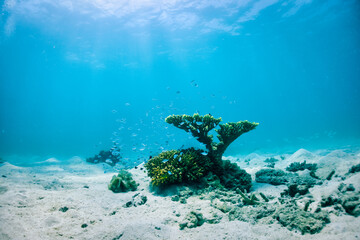 熱帯魚と珊瑚