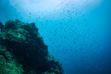 Fototapeta na wymiar 熱帯魚と珊瑚