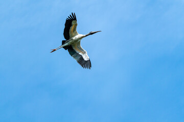 Wood Stork flying in wild breeding colony at Harris Neck Wildlife Refuge in Georgia.