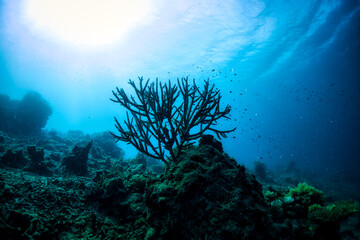 Fototapeta na wymiar 珊瑚と魚と太陽