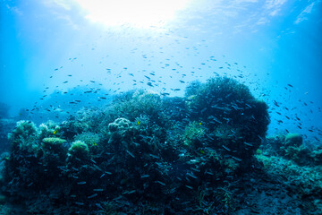 珊瑚と魚と太陽
