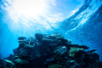 Fototapeta na wymiar 珊瑚と魚と太陽