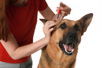 Woman taking ticks off dog on white background, closeup