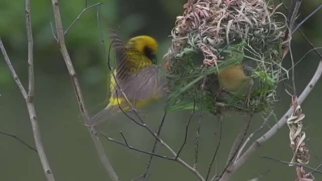 The slow-motion image shows that the female bird is  ready for mating