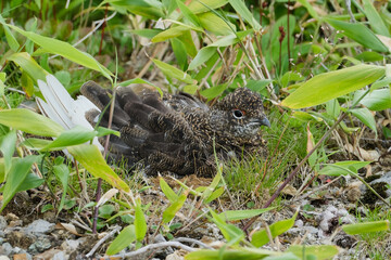 雷鳥に出会える北アルプスの絶景トレイル。日本の雄大な自然。百名山。Japanese Ptarmigan. Amazing trekking area in Japanese North Alps.