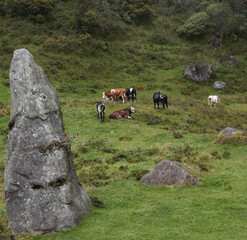A few cows resting over grass in andean countryside near to an ancient colombian indigenous pre...