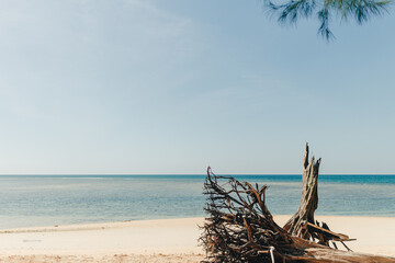 Pine tree on the beach with blue sea and sky in Phuket. Thailand.