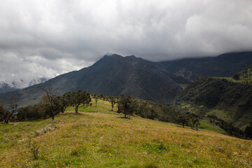 yellow meadow mountain field with forest mountain range valley and cloudy sky