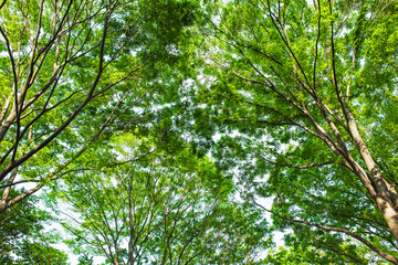 新緑・グリーン