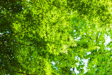 新緑・グリーン