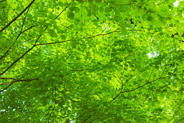 新緑・グリーン