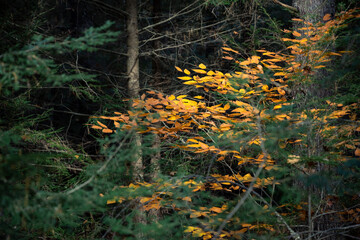 The last of the fall leaves surrounded by pine trees