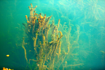 Fototapeta na wymiar coral reef with fishes