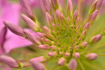 Closeup Macro Of Tropical Flower