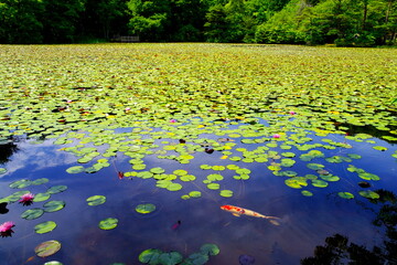 スイレンとニシキコイ