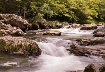 Stream in the Great Smoky Mountains