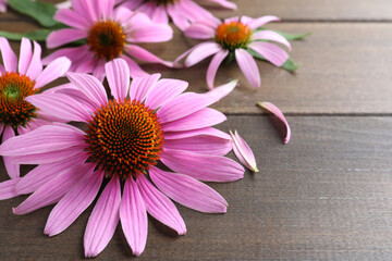 Beautiful blooming echinacea flowers, petals and leaves on wooden table, closeup. Space for text