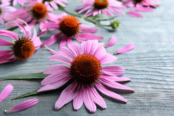 Beautiful echinacea flowers on light blue wooden table, closeup