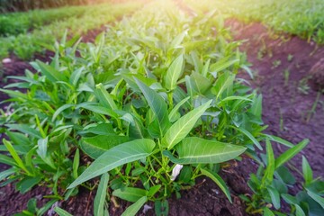 Fresh kale on the farm. Green vegetables healthy food high vitamin. 