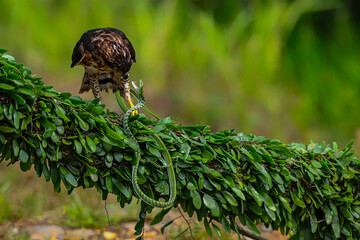 This Brown Crested Serpent Eagle with scientific name of Spilornis Cheela successfully outperformed it prey with its talon before give deadly final attack.