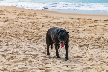 A long walk at the beach -black dog at the beach