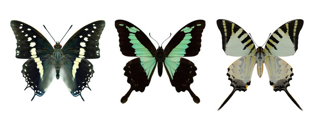 collection of beautiful butterflies, common tawny rajah, black rajah, five-bar swordtail in original color profile