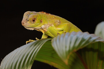 A baby green iguana is sunbathing on a small coconut tree. This beautiful reptile has the scientific name Iguana iguana. 