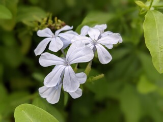Rare flower Species, 
Light Purple and white flowers
