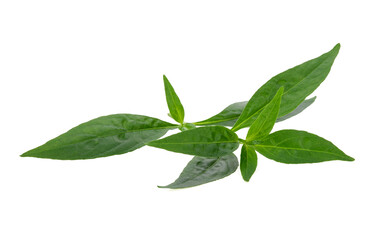 Andrographis paniculata plant on white background