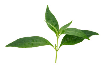 Andrographis paniculata plant on white background .