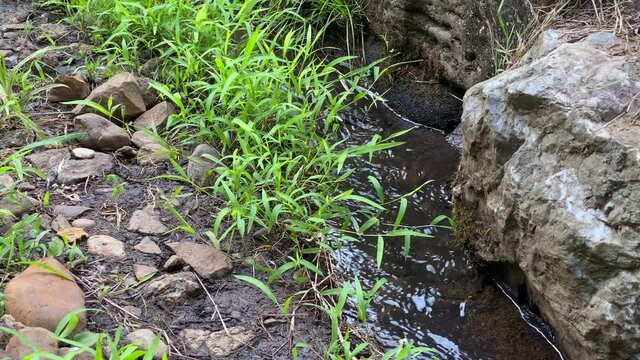 Sayama Park in Tokyo, Japan. On a summer day, the babbling of a stream.