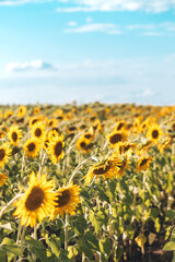 Agricultural sunflower field in the sunset light against the blue sky..Natural background.Copy space.