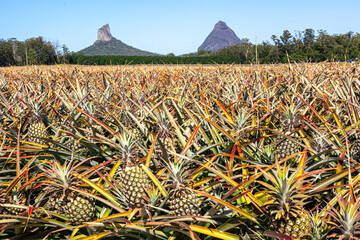 Pineapples in the Glasshouse Mountains