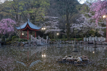 Obraz premium 岐阜公園の中華風庭園、早朝の桜風景