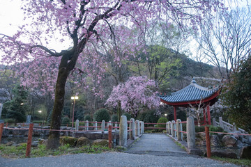 岐阜公園の中華風庭園、早朝の桜風景