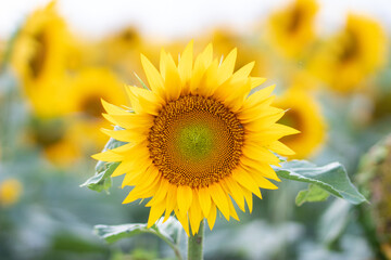 Beautiful yellow sunflower on a sunflower field close-up. Yellow sunflower with copyspace. Sunflower under a cloudy sky