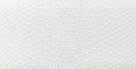 White crocodile leather skin texture background
