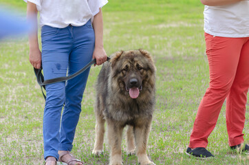 The lower section of two women in blue and red pants and a huge