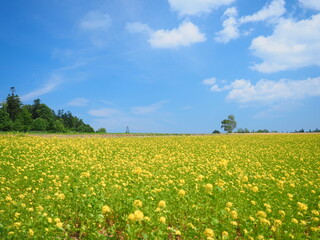 北海道の絶景 富良野麓郷展望台 キカラシ畑