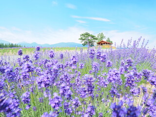 北海道の絶景 富良野麓郷展望台 ラベンダーと赤い屋根の小屋