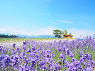 北海道の絶景 富良野麓郷展望台 ラベンダーと赤い屋根の小屋