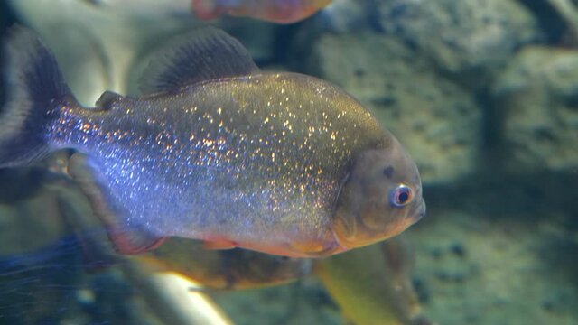 Predatory freshwater piranha fish swimming in the aquarium.