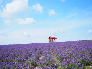 北海道の絶景 上富良野町 日の出公園ラベンダー園