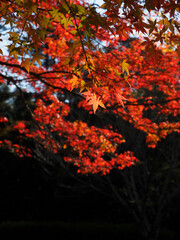 奈良公園の美しい紅葉