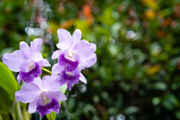 Fototapeta premium Blossom Purple cattleya Orchid flowers.