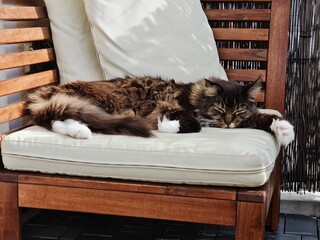 Maine Coon Kater entspannt sich