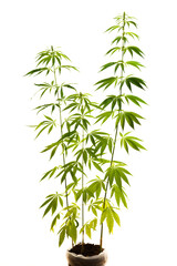 cannabis plant green on white background