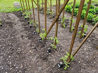 junge Tomatenpflanzen in einem Garten