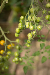 green tomatoes in the greenhouse