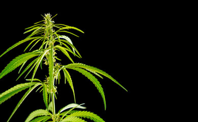 Cannabis or marijuana plant leaves. Medicinal and antidepressant medicinal plant marijuana